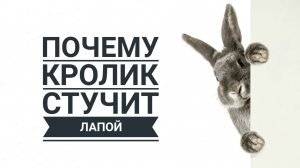 Почему кролик стучит лапой