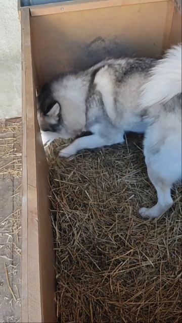 Лучшая подстилка в будку!