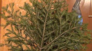 Веники для бани. Вяжем пихтовый веник еловый веник и можжевеловый веник. Правильно веники для бани.