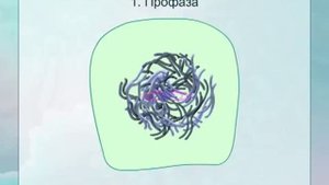Митоз видео