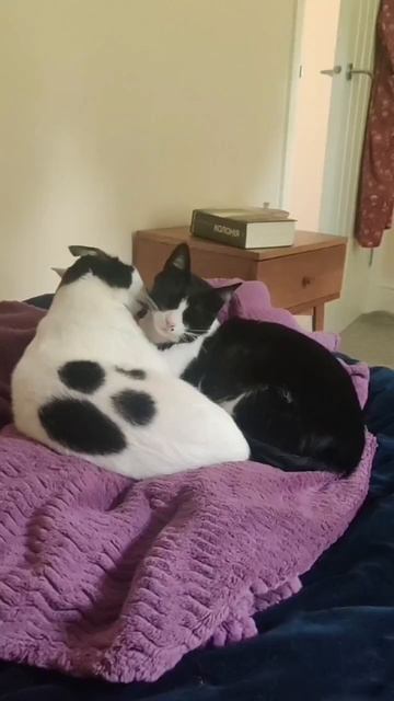 Единственная моя, я не могу без тебя!