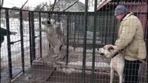 Аждар Ахал Юрт. Проверка рабочих качеств. #алабай #охранныесобаки #дрессировка #собакаработает