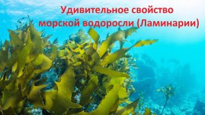 Удивительное свойство морской водоросли (Ламинарии)