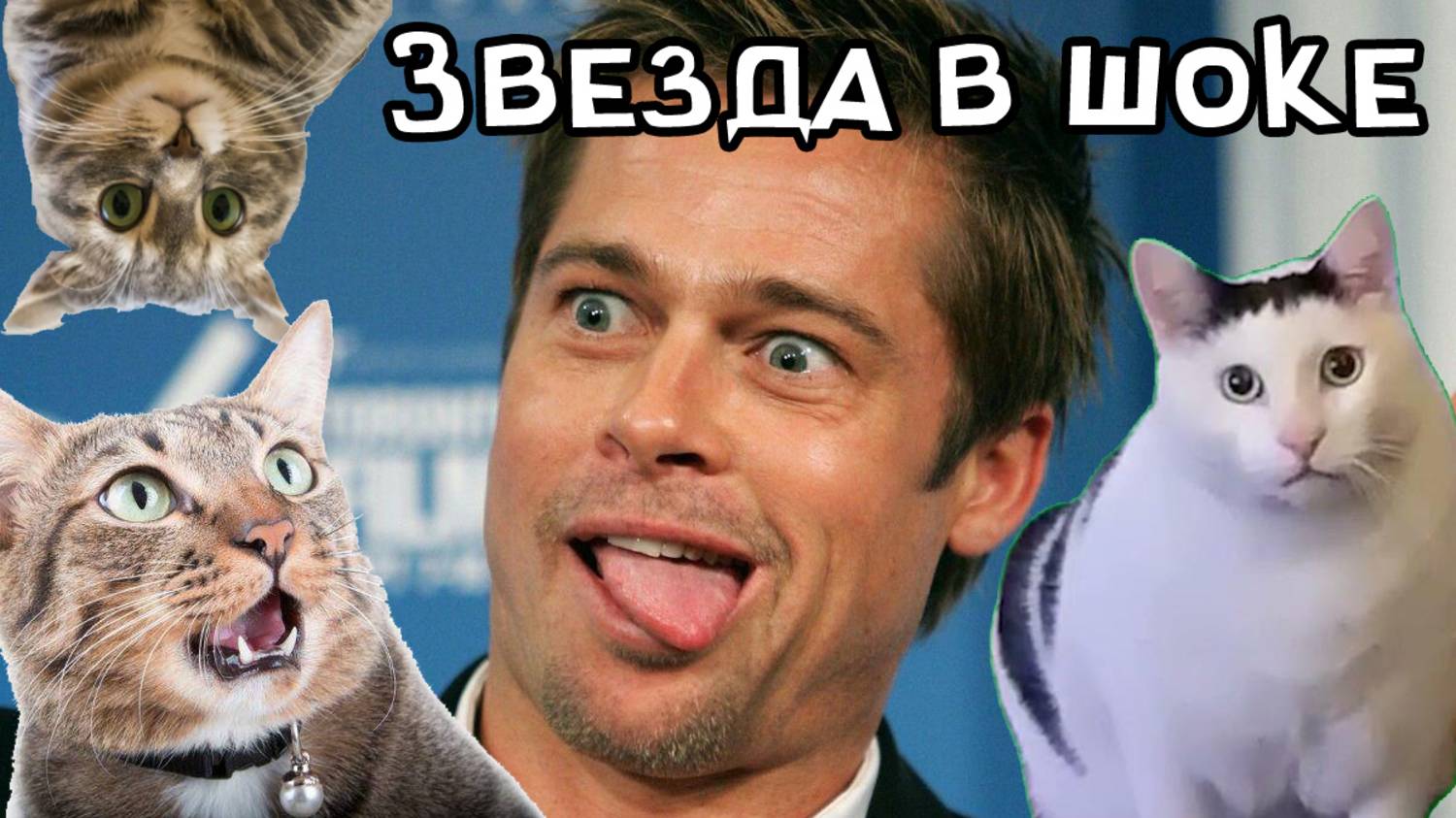 Звезда в шоке от этих котов - Приколы с котами