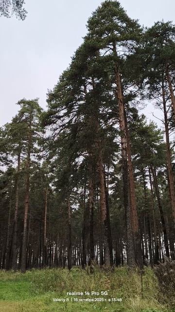 Прогулка в подмосковном сосновом лесу 16.10.2025 смотреть онлайн