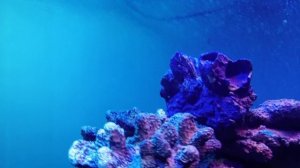 Вьеха Аргентия