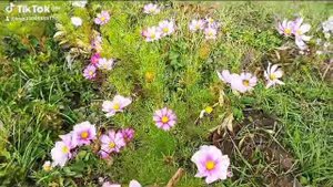 Октябрь и цветы напоминающие лето! 17.10.2025 г. #цветы #природа #октябрь #ростовскаяобласть