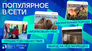 "Ямал-Медиа" продолжает обозревать популярные видео в интернете