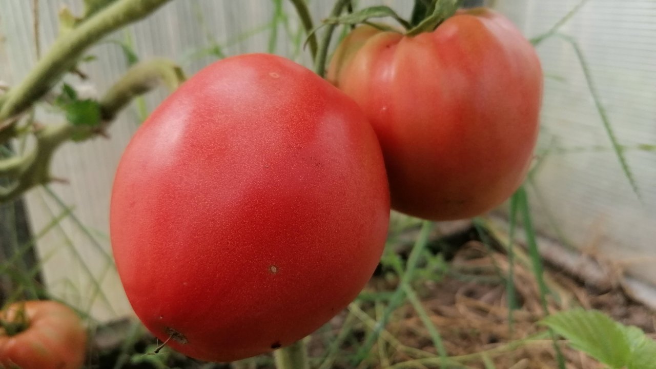 Крупноплодный, урожайный томат, который не требует особого ухода, устойчив к заболеваниям.