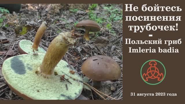 Не бойтесь посинения трубочек! Польский гриб - Imleria badia смотреть онлайн