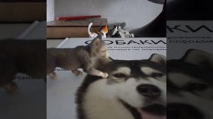 Извините тарапилась