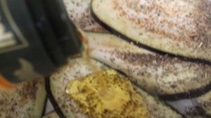 Рулеты из баклажанов в духовке