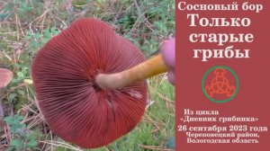 Сосновый бор. Только старые грибы! .. Дневник грибника 26 сентября 2023 года.