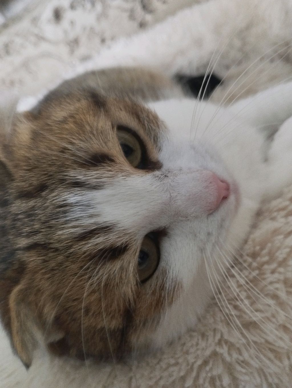 кат смотреть онлайн