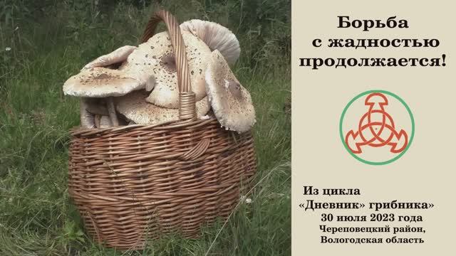 Борьба с жадностью продолжается! "Дневник грибника" 30 июля 2023 года смотреть онлайн