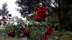 Новые розы (первогодки) в нашем саду 2025 часть 1