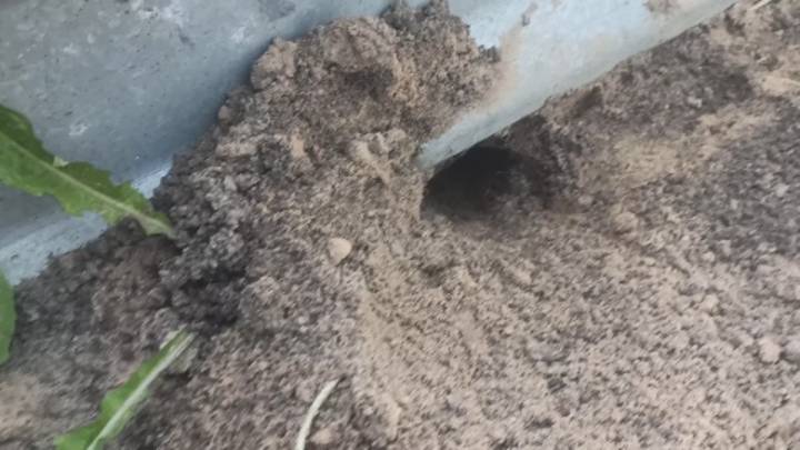 Кроты ушли. Дакфосал антикрот таблетки от кротов - отзыв.