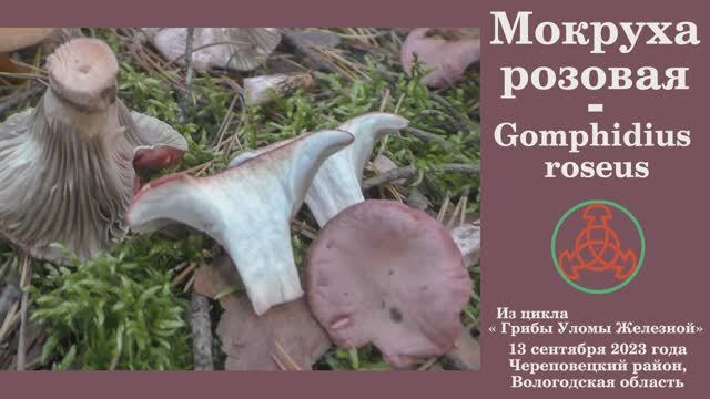 Мокруха розовая - Gomphidius roseus - Редкий гриб смотреть онлайн