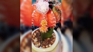 Гимнокалициум вариегатный зацвел в 5 раз в этом сезоне