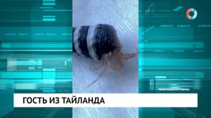 Гость из Таиланда