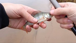 В поисках окуня 2