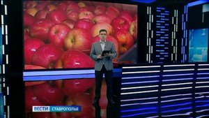 Предгорненцы собрали рекордный урожай яблок