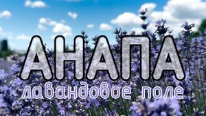 Анапа. Лавандовое поле