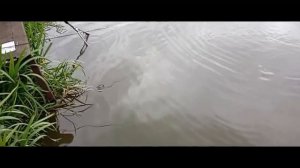 Светлые Горы Форель 17.10.2025г.