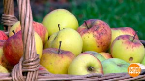 Зимние яблочки: какие долежат до весны? Доброе утро. Фрагмент выпуска от 17.10.2025