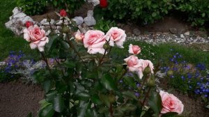 ✿➽ Люблю, люблю... 2025 год  (часть 2)