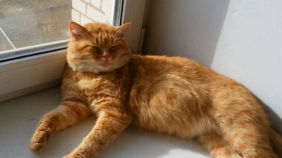 Сонный Митя