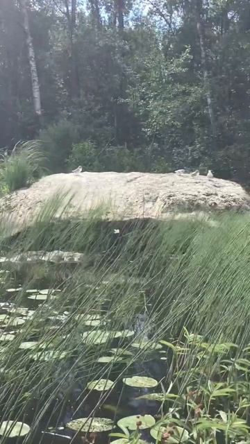 Ленобласть. Хвойное. 07.07.2024. Вуокса. Чайка и ее птенчики