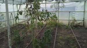 19.9.25г.   Убираю в Теплице Остаток🥒🍅🌶УРОЖАЯ!!!    Вот так Выглядит ТЕПЛИЦА!!!😒😒😒
