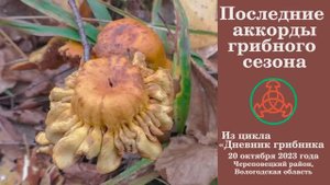 Последние аккорды грибного сезона! Дневник грибника 20 октября 2023 года