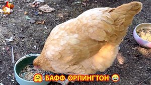 Куры Бафф Орпингтон ласковые золотые несушки❣️🤗😂 (137)