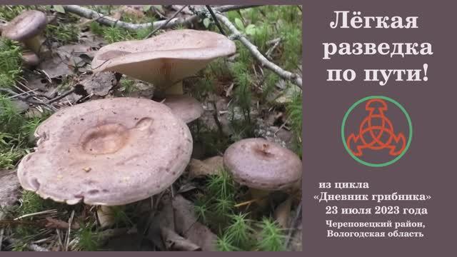 Лёгкая разведка по пути! Дневник грибника 23 июля 2023 года смотреть онлайн