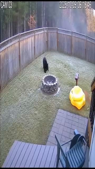 Страшнее кошки зверя нет.