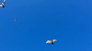 #ШаШаШу #shorts #ПоднимиГолову