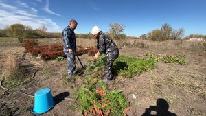 УБИРАЕМ МОРКОВЬ. ПРОДОЛЖАЕМ ЗАЛИВАТЬ ПОЛ ДЛЯ ТЕРРАСЫ.