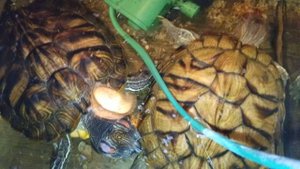 Красноухие черепахи 🐢 утро 17-10-2025