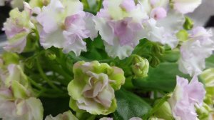 Фиалки у Алисы ...И снова здравствуйте 💖🫶