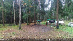 Лоси. Мамаша с совсем уже не мелким целый день паслись на солонце )Фотоловушки ЕГЕРЬкам с ЕГЕРЬКАМ