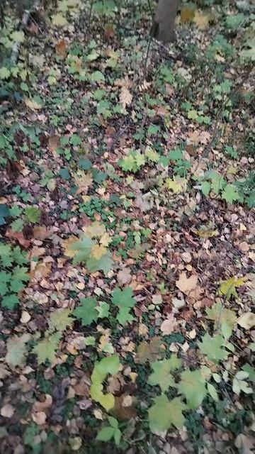 Very Nordic Ninja 'LavinA' - E:] (17.10.2025) Крайне Северный Ниндзя 'ЛавинА' - E:] #NinjaLive #Life