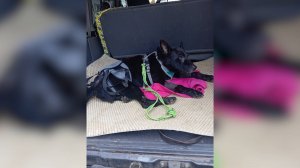 (Рыбинск-40) ИСТОРИЕЙ ПСА ГРИШИ ЗАИНТЕРЕСОВАЛАСЬ ПРОКУРАТУРА