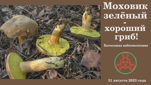 Моховик зелёный - хороший гриб! Xerocomus subtomentosus. смотреть онлайн