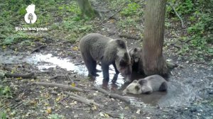 Семья медведей на водопое попала в объектив фотоловушки в Башкирии