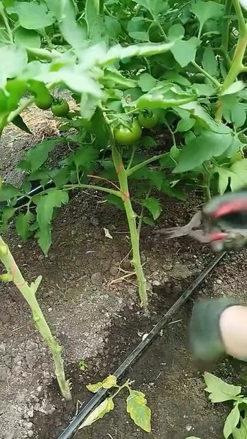 17-10-2025 смотреть онлайн