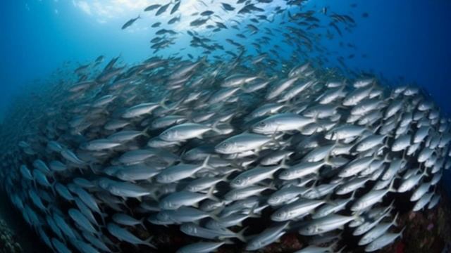 Три формы жизни, находящиеся в мироздании: простая, гуманоидная и гибридная!