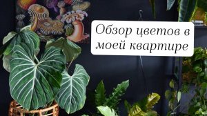 Обзор растений в картире