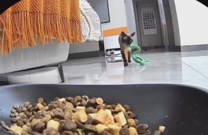 Кошка поймала дома